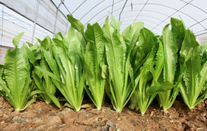 1683697358991522.png 土壤化肥檢測儀